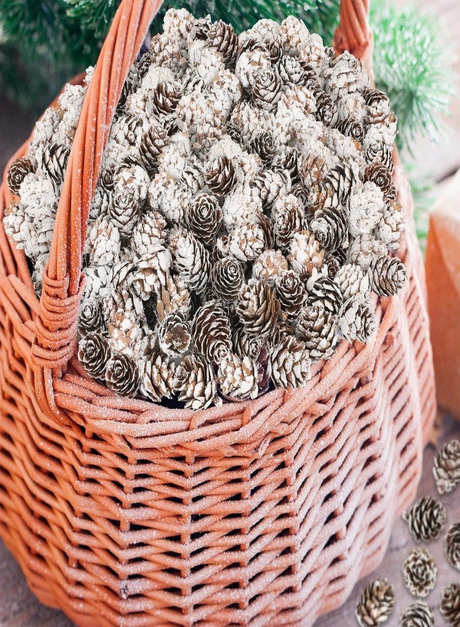 Helimoto 100 Pcs Snow Pine Cones, Mini Pinecones for Craft, Natural Cones Wreath, Christmas Bowl Stuff Winter Decorations Decor Accessories Party Suppliesfor Home Indoor Vase Filler - Image 3